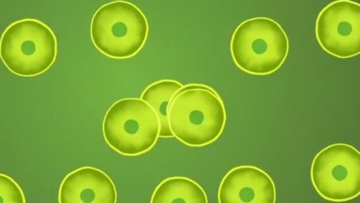 Cell division animation
